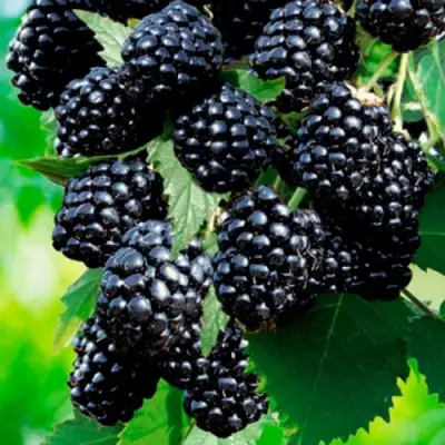 Ежевика ЛОХТЕЙ бесшипная в Рогачеве