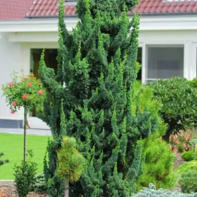 Кипарисовик ВИСЕЛЛИ лавсона в Рогачеве