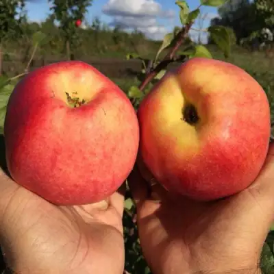 Яблоня КОВРОВОЕ стелющаяся в Рогачеве