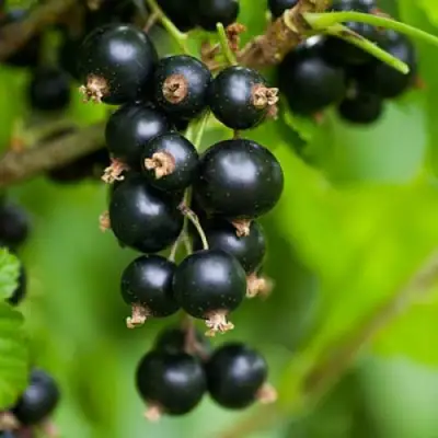 Смородина черная ОРЛОВСКАЯ СЕРЕНАДА в Рогачеве