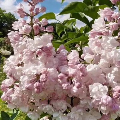 Сирень КРАСАВИЦА МОСКВЫ в Рогачеве