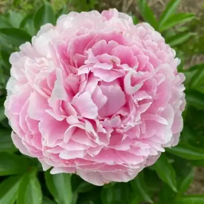 Пион КАТРИН ФОНТЕЙН травянистый в Рогачеве