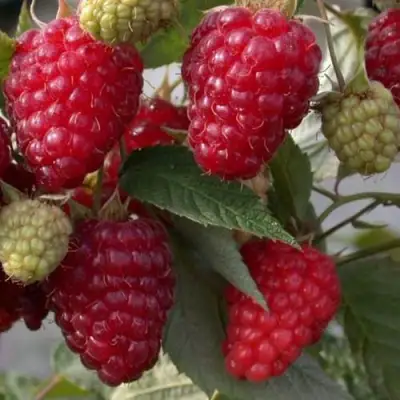 Малина ЭЛЕГАНТНАЯ в Рогачеве