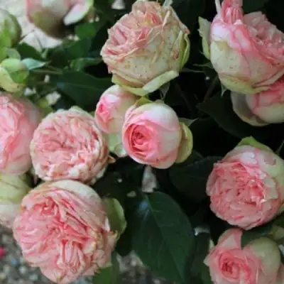 Роза ЧАРМИНГ ПИАНО спрей в Рогачеве