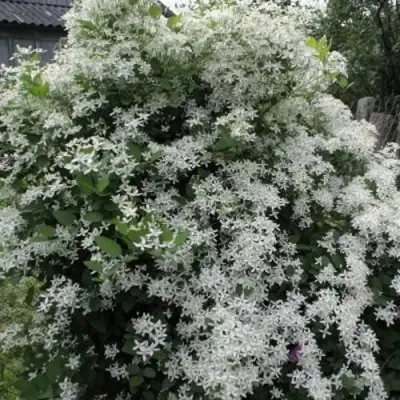 Клематис МАНЬЧЖУРСКИЙ в Рогачеве