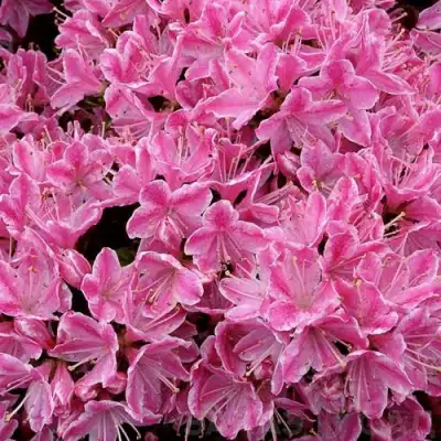 Азалия КЕРМЕСИНА РОУЗ японская в Рогачеве