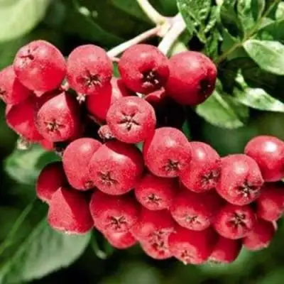 Рябина МОРАВСКАЯ сладкоплодная в Рогачеве