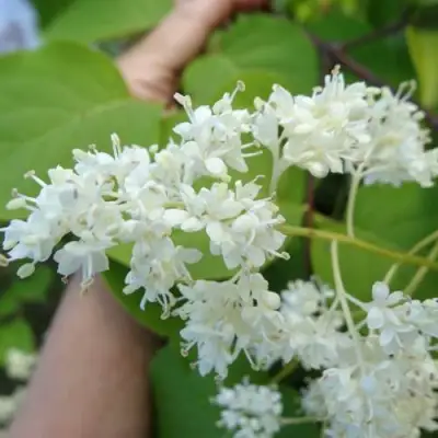 Сирень АМУРСКАЯ в Рогачеве