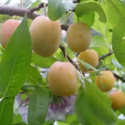 Слива УТРО в Рогачеве