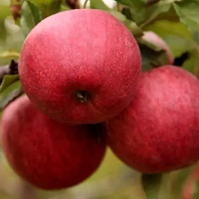 Яблоня ГАЛА ШНИГА в Рогачеве