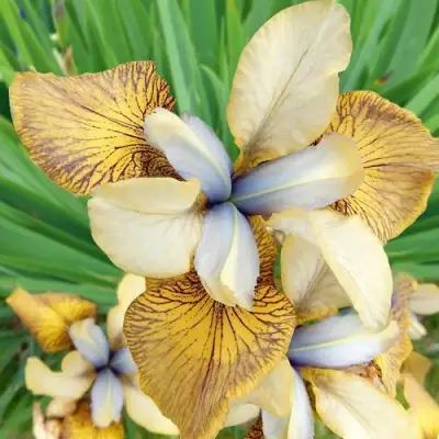 Ирис ФЛАЙИНГ ФИДДЛЗ сибирский в Рогачеве