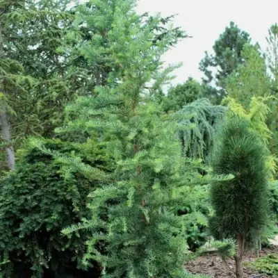 Лиственница КЕМПФЕРА в Рогачеве