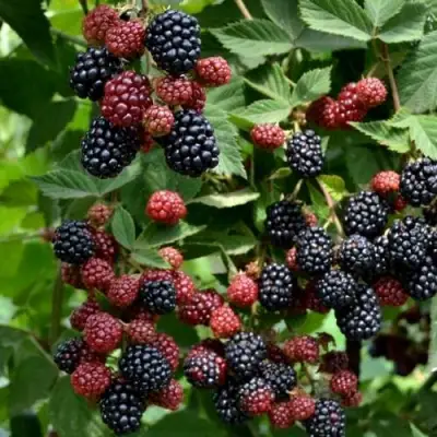 Ежевика РУБЕН ремонтантная  в Рогачеве