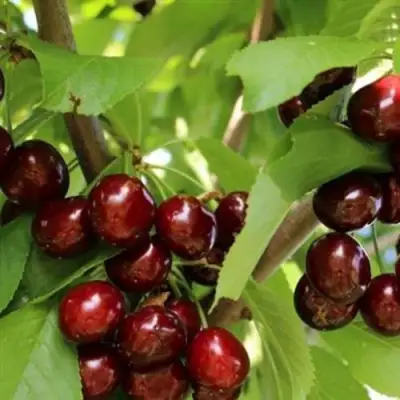 Черешня ИПУТЬ в Рогачеве