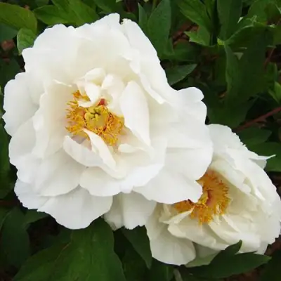 Пион БЕЛЫЙ НЕФРИТ древовидный в Рогачеве