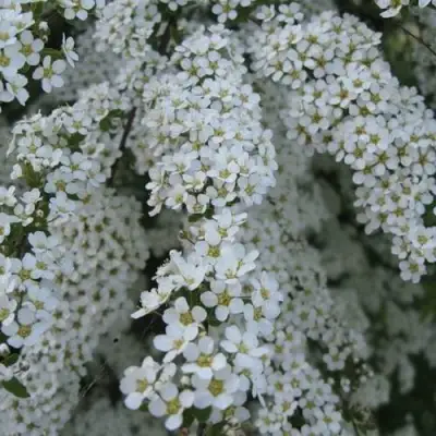 Спирея АРГУТА в Рогачеве