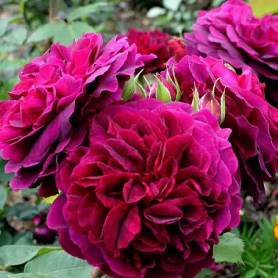 Роза МАНСТЕД ВУД английская в Рогачеве