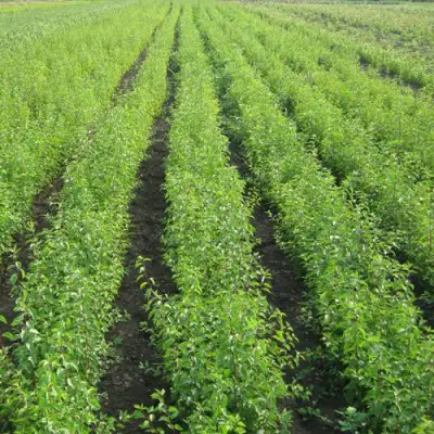 Подвой сливы ДИКАЯ АЛЫЧА в Рогачеве