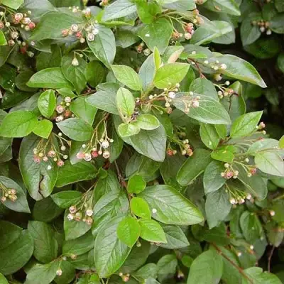 Кизильник блестящий в Рогачеве