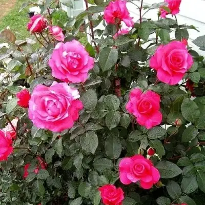 Роза МАЛИНОВЫЙ ЗВОН чайно-гибридная в Рогачеве