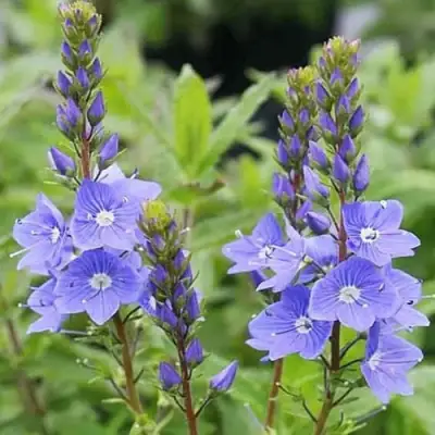 Вероника РОЯЛ БЛЮ большая в Рогачеве