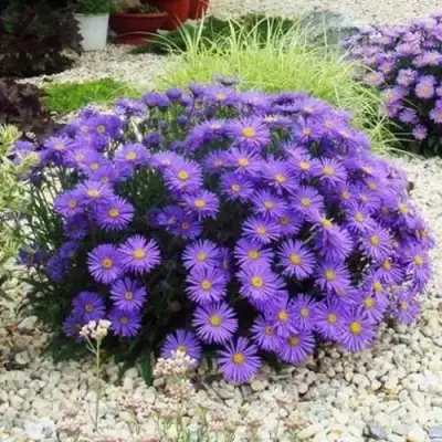 Астра ЛЕДИ ИН БЛЮ в Рогачеве