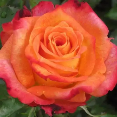 Роза ВАУ чайно-гибридная в Рогачеве