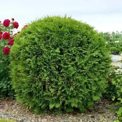 Туя ВУДВАРДИ западная в Рогачеве