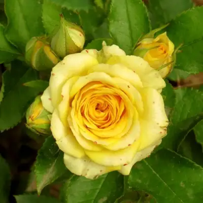 Роза САН СИТИ спрей в Рогачеве