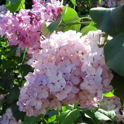 Сирень ГОРТЕНЗИЯ в Рогачеве