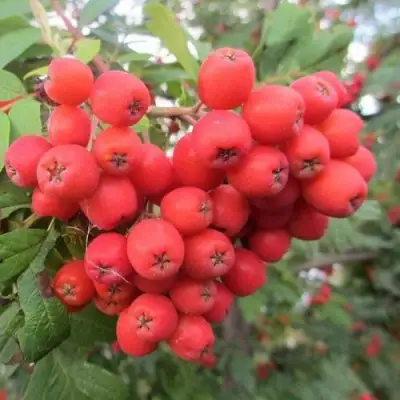 Рябина НЕВЕЖИНСКАЯ сладкоплодная в Рогачеве