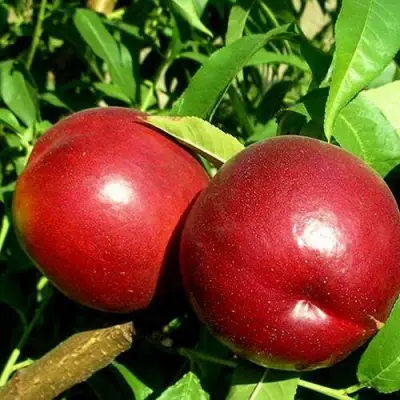 Нектарин НЕКТАРЕД-4 в Рогачеве