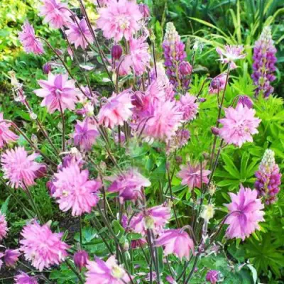 Аквилегия БАРЛОУ ПИНК гибрид МакКаны в Рогачеве