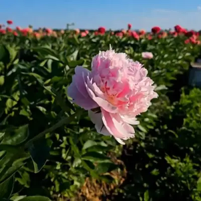 Пион ИМПЕРАТОРСКАЯ НАЛОЖНИЦА древовидный в Рогачеве