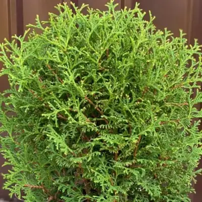 Туя ХОЗЕРИ западная в Рогачеве