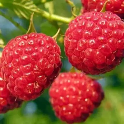 Малина ГЛЕН АМПЛ в Рогачеве