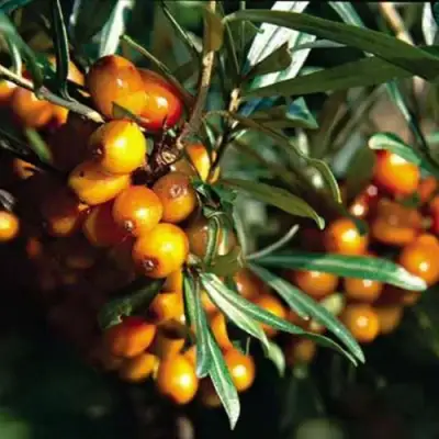 Облепиха ДАР КАЗАКОВУ в Рогачеве