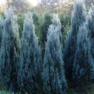 Кипарисовик ДАРТС БЛЮ РИББОН лавсона в Рогачеве