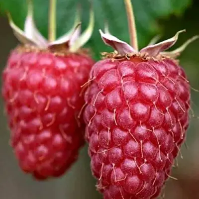 Малина РУБИНОВОЕ ОЖЕРЕЛЬЕ в Рогачеве