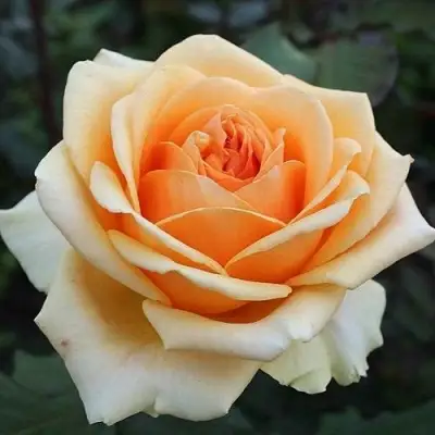 Роза ГЕЙША чайно-гибридная в Рогачеве