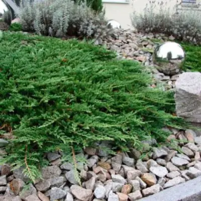 Можжевельник ПРИНЦ ОФ УЭЛЬС горизонтальный в Рогачеве