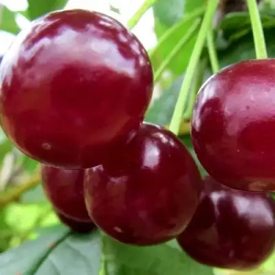 Вишня ГРИОТ БЕЛОРУССКИЙ в Рогачеве