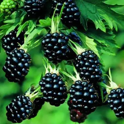 Ежевика КИТАНИНИ бесшипная  в Рогачеве