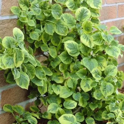 Гортензия МИРАНДА черешковая в Рогачеве