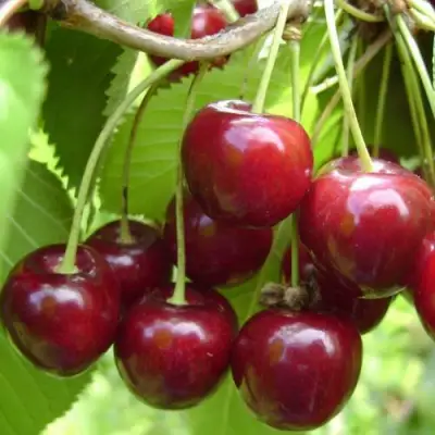 Вишня ХАРИТОНОВСКАЯ в Рогачеве