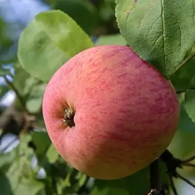 Яблоня МЕЛБА в Рогачеве