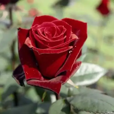 саженцы розы Табу