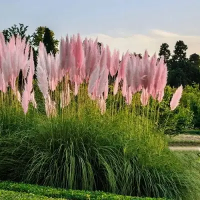 Кортадерия розовая (пампасная трава) в Рогачеве