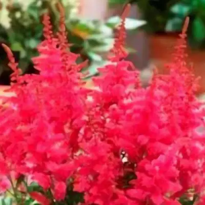 Астильба ЮНИК КАРМИН гибридная в Рогачеве