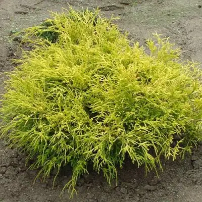 Кипарисовик ГОЛДЕН МОП горохоплодный в Рогачеве